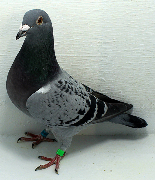 Band: AU 20166 AA 2025